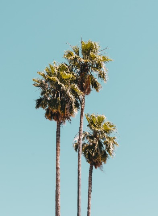 palm trees